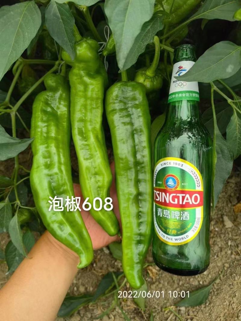 萧新泡椒608辣椒种子高产早熟亮绿色泡椒种子中辣
