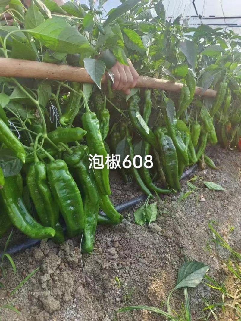 萧新泡椒608辣椒种子高产早熟亮绿色泡椒种子中辣