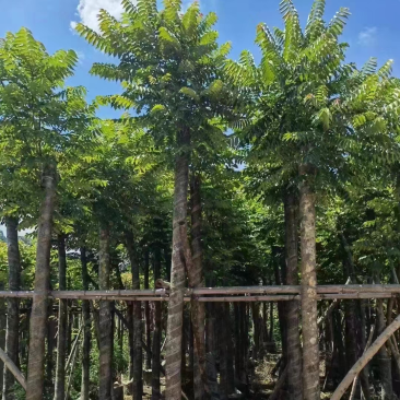 麻楝8公分一10公分