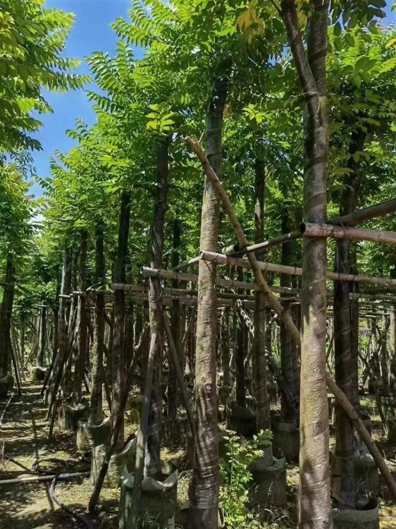 麻楝8公分一10公分