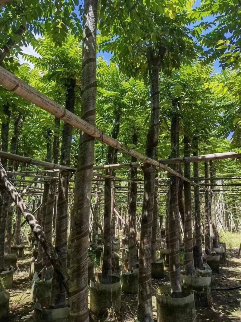 麻楝8公分一10公分