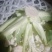有机菜花
