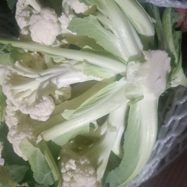 有机菜花