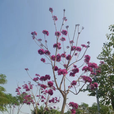 紫花风铃木5公分一8公分都有货