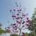 紫花风铃木5公分一8公分都有货