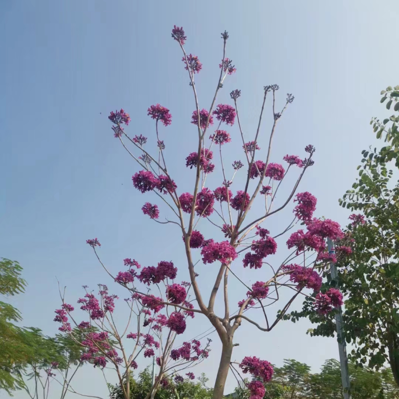 紫花风铃木5公分一8公分都有货