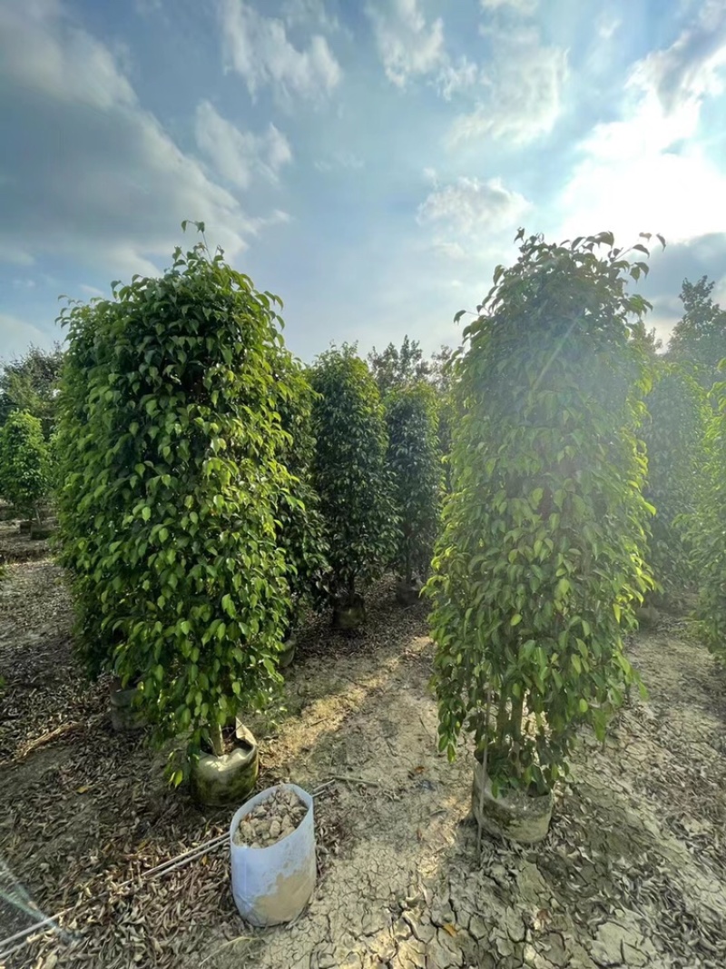 垂叶榕柱形大小都有货