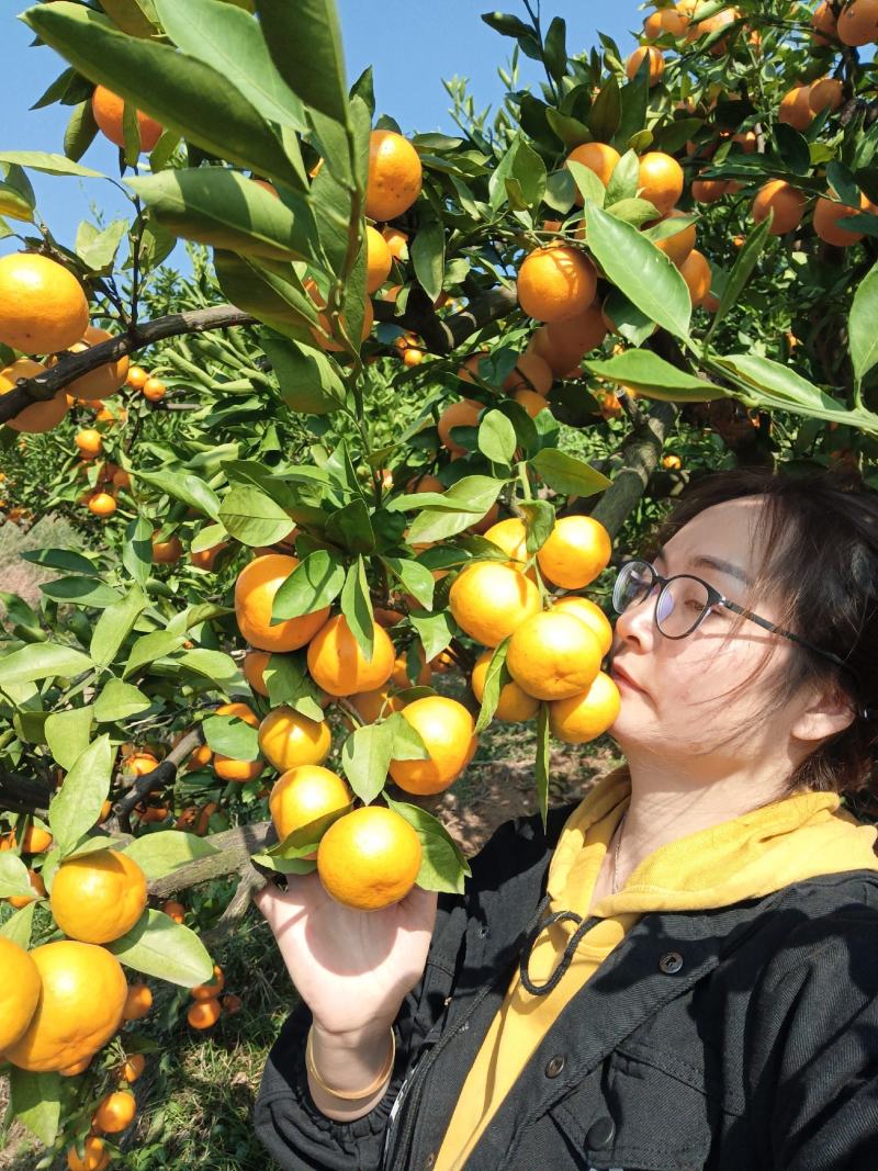 《畅销》云南高山蜜桔，电商社团超市市场外贸
