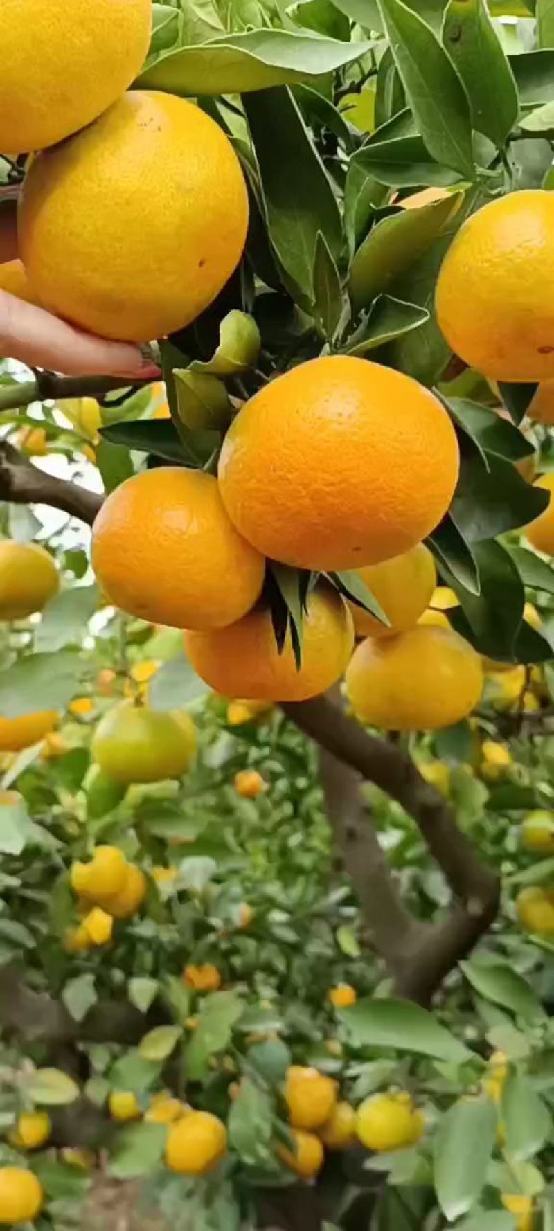《畅销》云南高山蜜桔，电商社团超市市场外贸