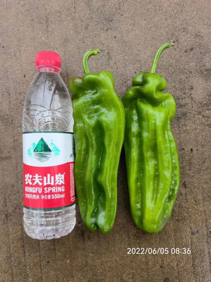 萧美900辣椒种子长灯笼型大果泡椒种子果色亮绿薄皮椒种子