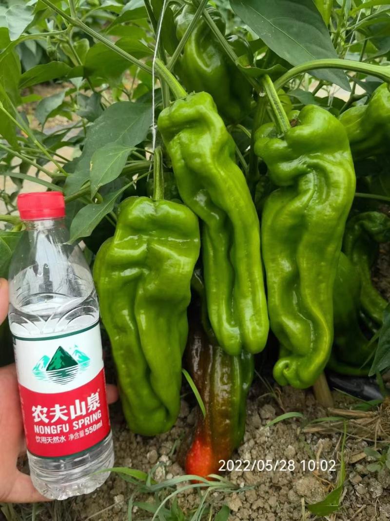萧美900辣椒种子长灯笼型大果泡椒种子果色亮绿薄皮椒种子