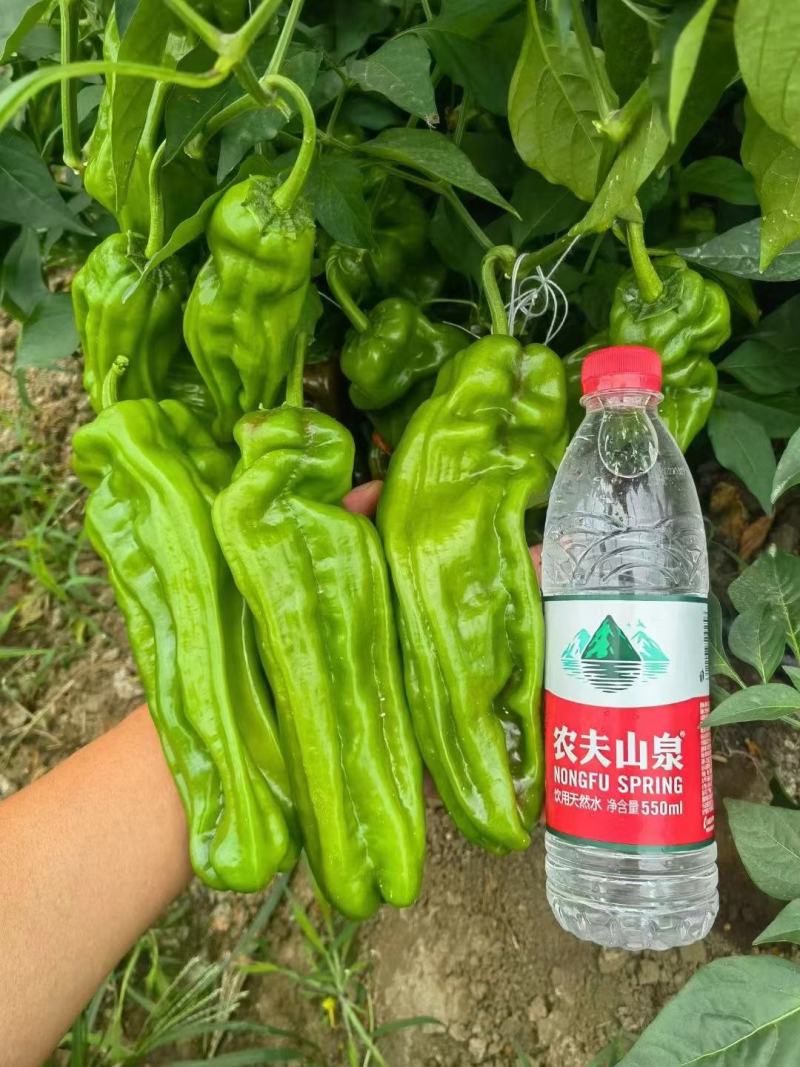 萧美900辣椒种子长灯笼型大果泡椒种子果色亮绿薄皮椒种子
