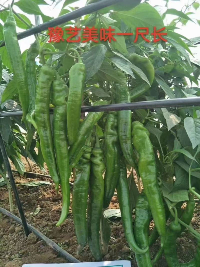 高品质特长羊角椒种子香辣皮薄肉脆无渣辣椒种子豫艺美味长