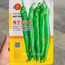 高品质特长羊角椒种子香辣皮薄肉脆无渣辣椒种子豫艺美味长