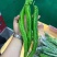 高品质特长羊角椒种子香辣皮薄肉脆无渣辣椒种子豫艺美味长