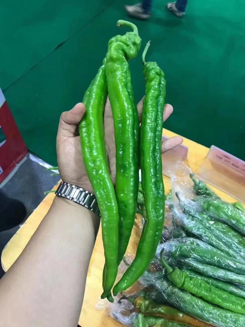 高品质特长羊角椒种子香辣皮薄肉脆无渣辣椒种子豫艺美味长