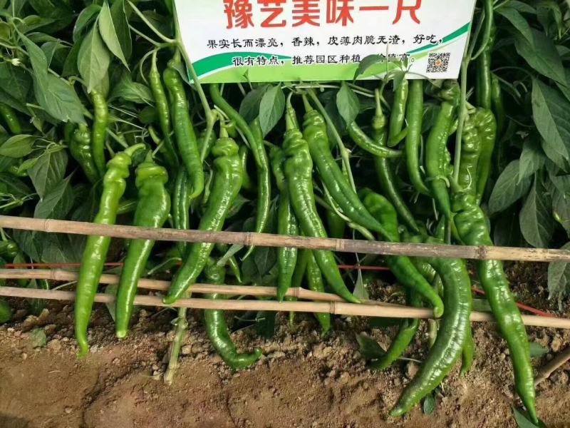 高品质特长羊角椒种子香辣皮薄肉脆无渣辣椒种子豫艺美味长