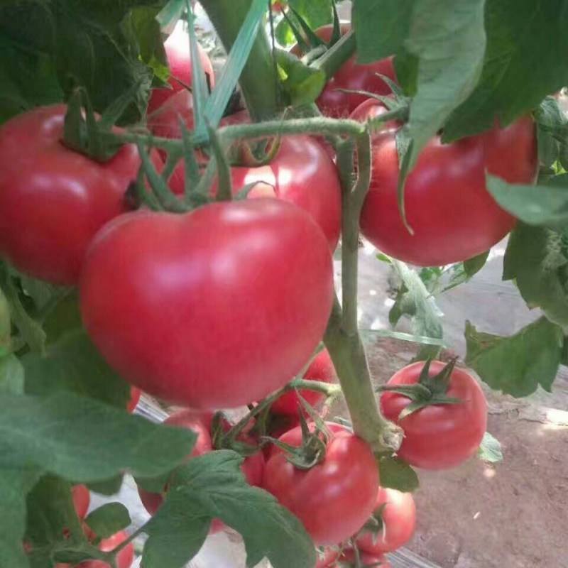 欧客319番茄种早熟大果肉厚抗病无限生长粉红西红柿种籽