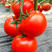 欧客319番茄种早熟大果肉厚抗病无限生长粉红西红柿种籽