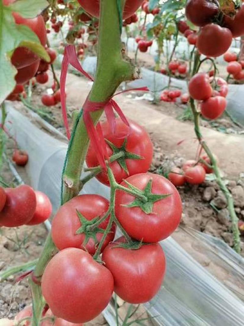 欧客319番茄种早熟大果肉厚抗病无限生长粉红西红柿种籽