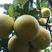 江永香柚大量上市中欢迎老板们过来定购自家果园价格美丽