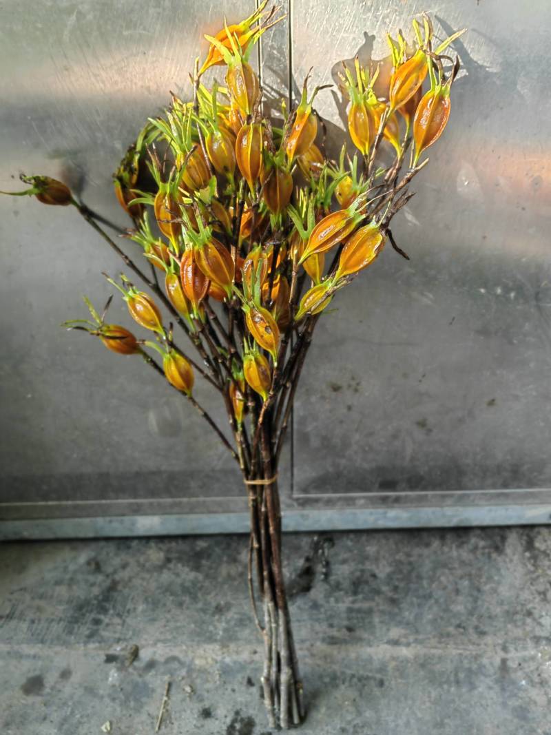 大量供应栀子果鲜切花，栀子果鲜v花，栀子花鲜切花