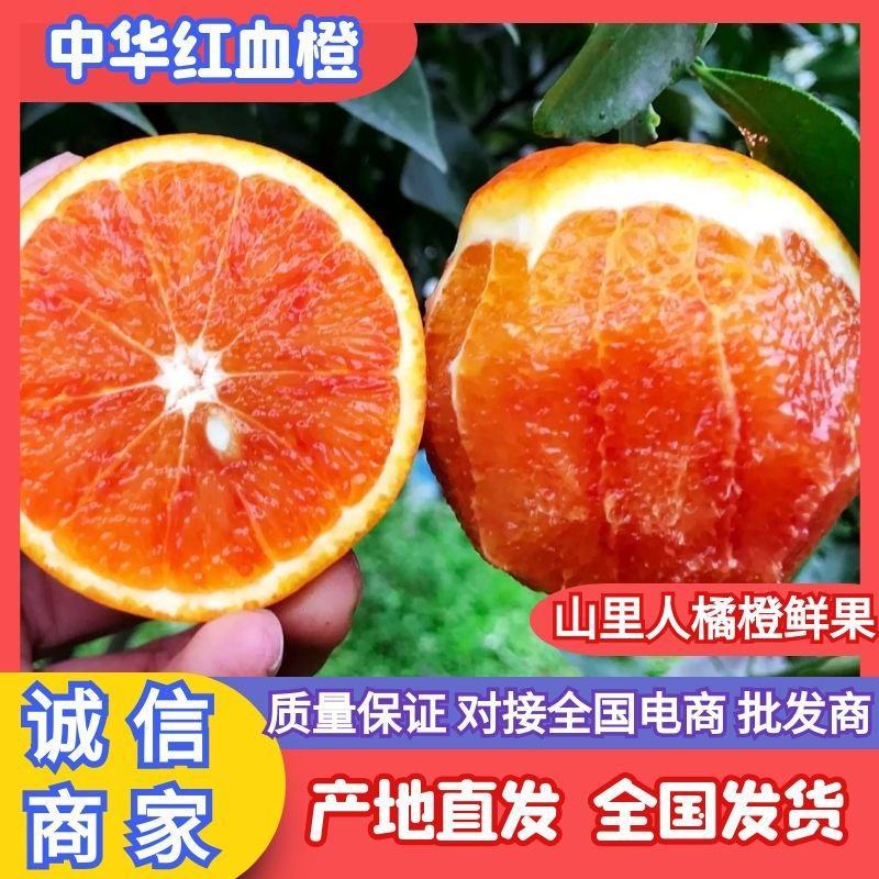 湖北血橙宜昌中华红血橙长红脐橙供应充足欢迎来电订购
