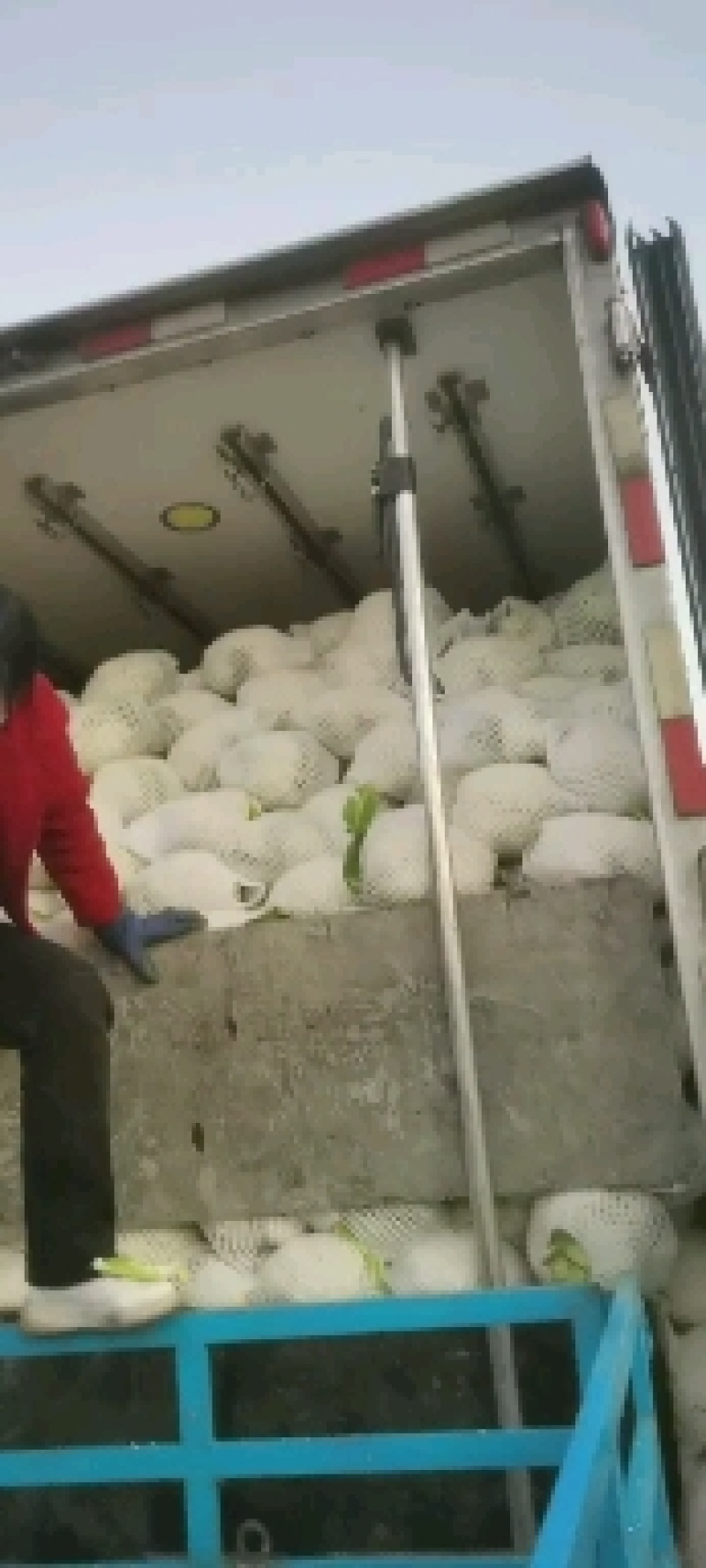 精品散花花白棵小