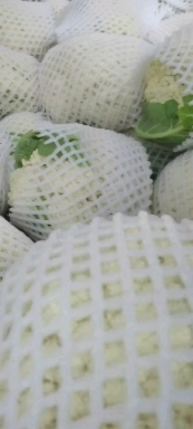 精品散花花白棵小