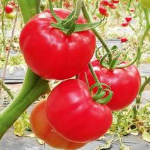 GBS-万柿如意番茄种子有限生长早熟大红硬果农家春秋播种