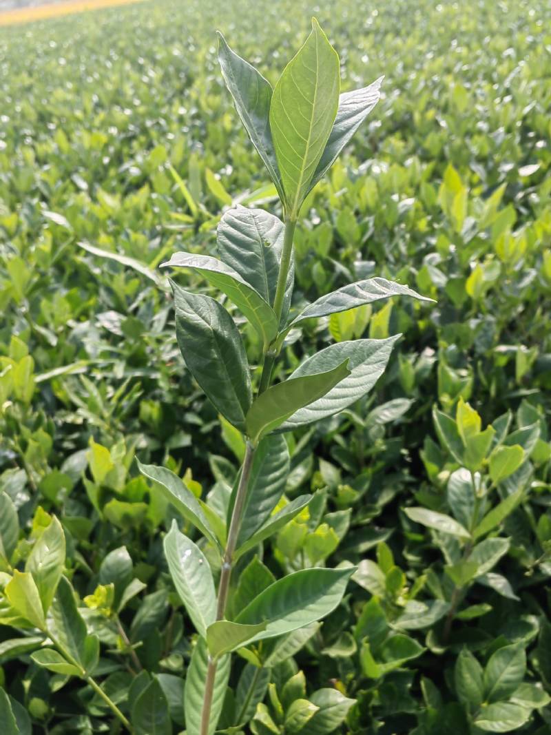 供应优质大果（提取天然色素用）（阿里山1号）扦插水栀子苗
