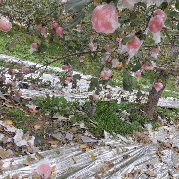 山西红富士苹果，红香酥梨