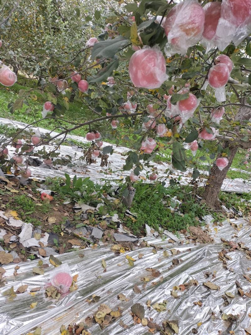 山西红富士苹果，红香酥梨
