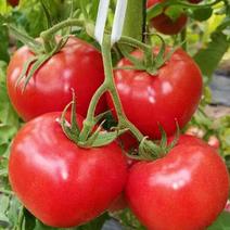 优质水果番茄种子豫艺公司酸甜果二号番茄种籽