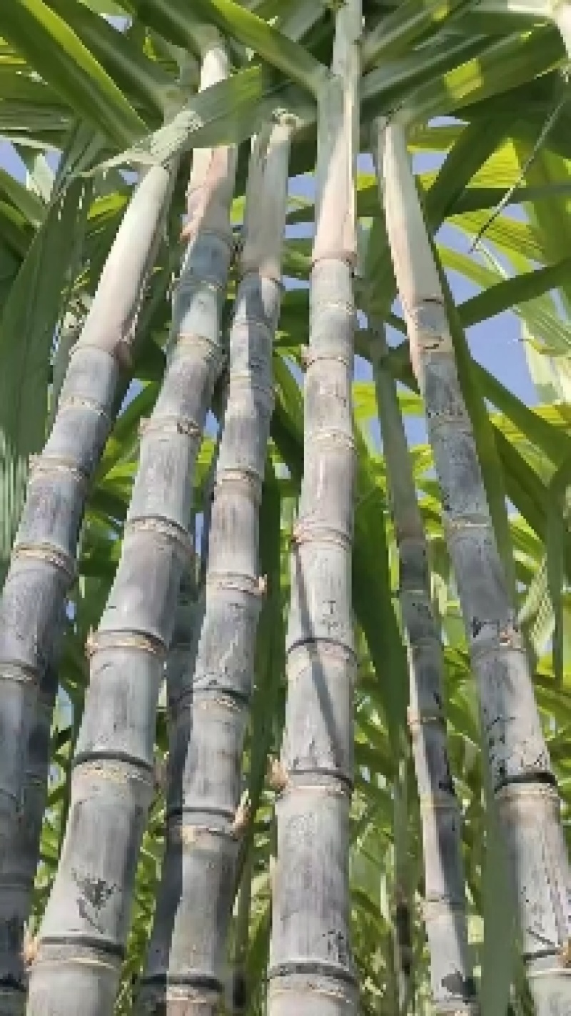 广西黑皮甘蔗/产地值供，脆甜多汁，口感清甜，粗大均匀！