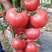 白果强丰番茄种子北方西红柿种子粉红色西红柿番茄种籽