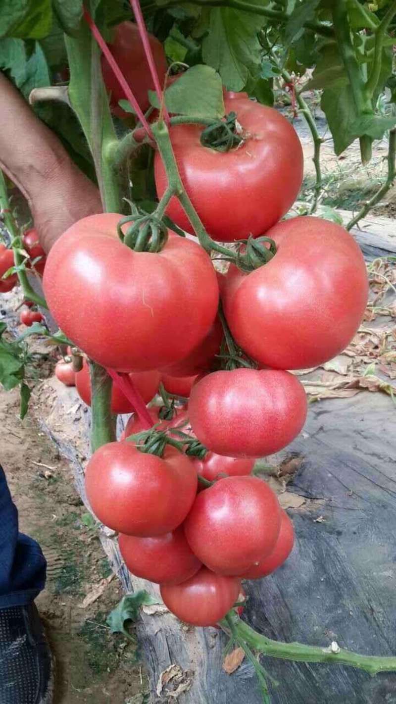 白果强丰番茄种子北方西红柿种子粉红色西红柿番茄种籽