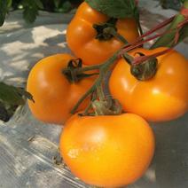 九园大黄西红柿种籽无限生长型果实金黄色黄番茄种子农家