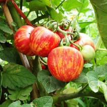 紫五彩番茄种子紫色番茄籽西红柿子紫皮球花皮四季蔬菜瓜果种