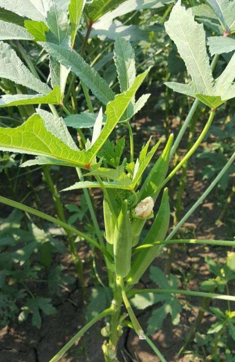 亮绿水果秋葵种籽黄秋葵蔬菜种子春秋播杂交高产耐热耐旱