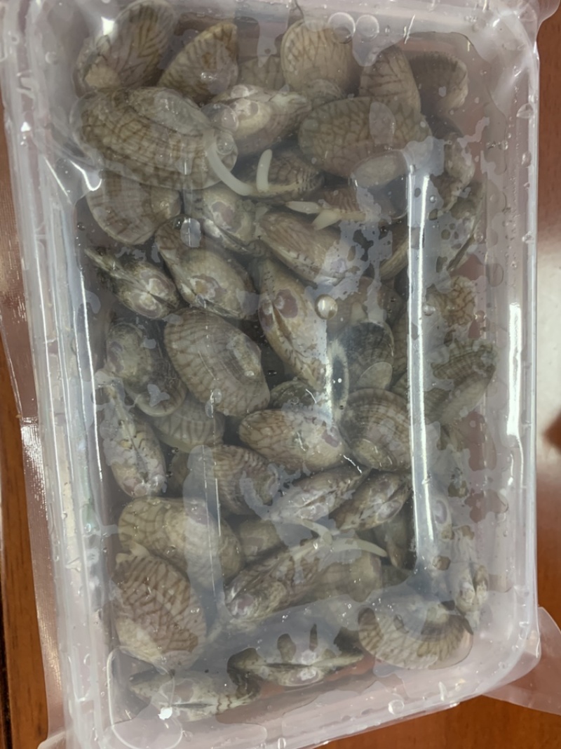 北海花甲蛤蜊花蛤船上直供一手货源可生猛可急冻