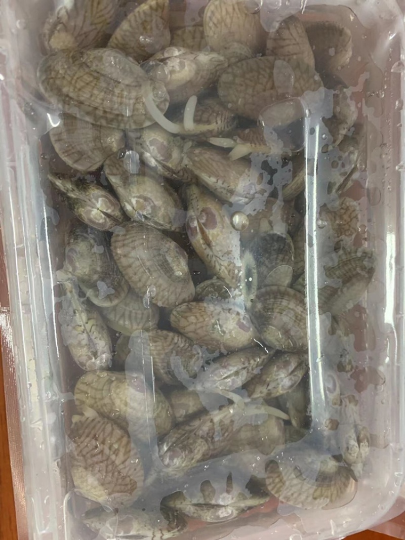北海花甲蛤蜊花蛤船上直供一手货源可生猛可急冻