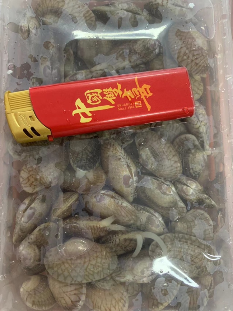 北海花甲蛤蜊花蛤船上直供一手货源可生猛可急冻