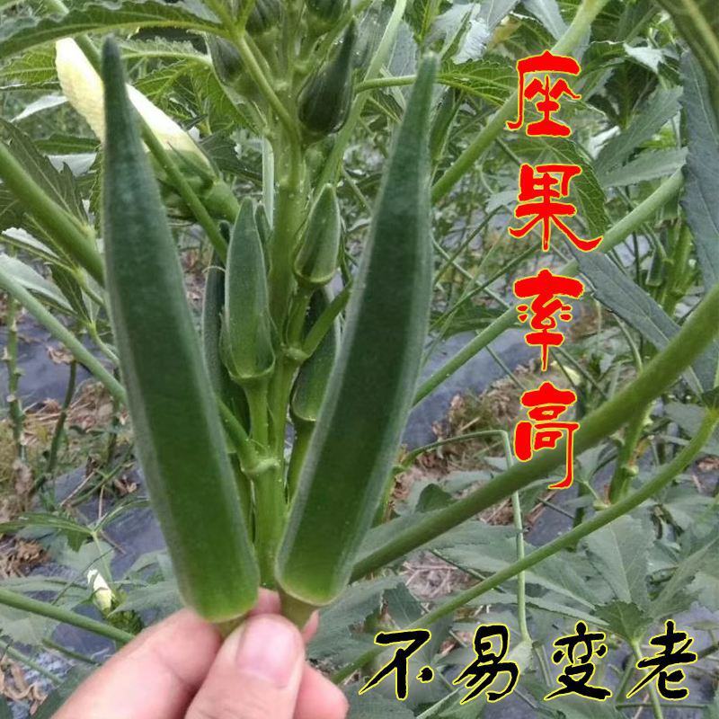 靓绿668水果秋葵种子耐老化黄秋葵种子杂交品种不易老蔬菜