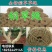 稻草绳防寒防冻保暖捆绑绳保湿树木移栽打土球包扎包装编织草
