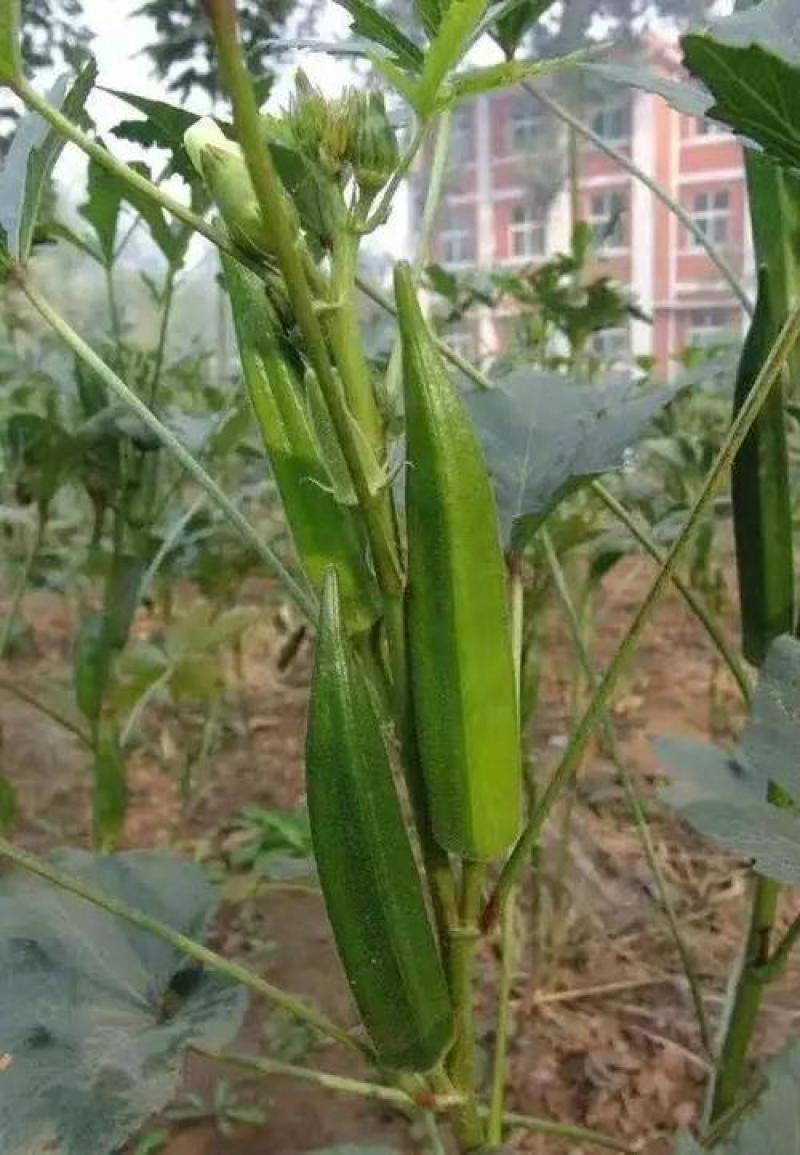 水果六号秋葵种子四季播家种阳台盆栽蔬菜种籽高产抗病