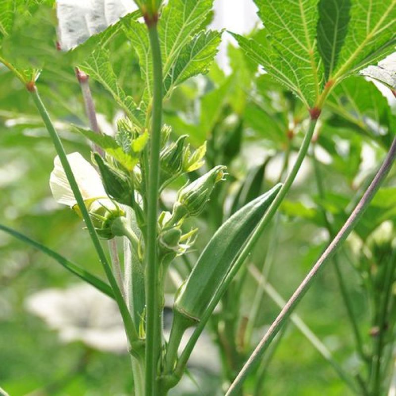 油绿一号秋葵种子黄秋葵籽红秋葵水果秋葵种籽四季播特色蔬菜