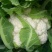 【热销】精品菜花、紧花，松花菜，一手货源，只做精品！