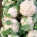 【热销】精品菜花、紧花，松花菜，一手货源，只做精品！