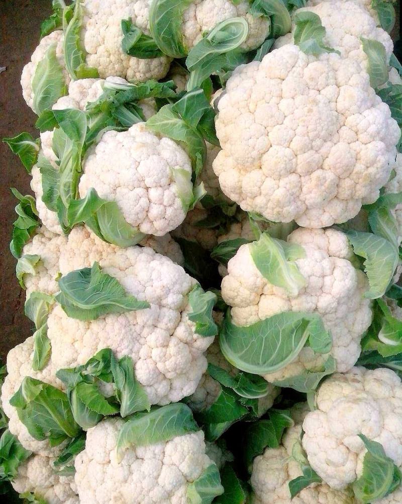 【热销】精品菜花、紧花，松花菜，一手货源，只做精品！